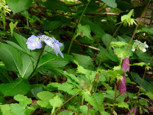 P1110819.jpg