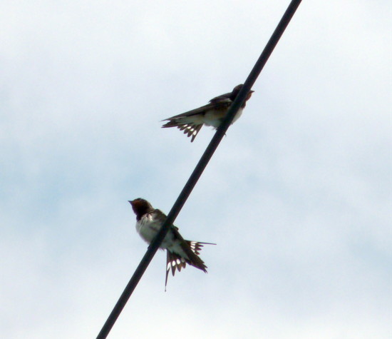 P1110857.jpg