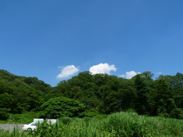 猛暑でも森が呼んでいる オオムラサキを探して 海上の森 Marukeiおじさんの気ままな日常