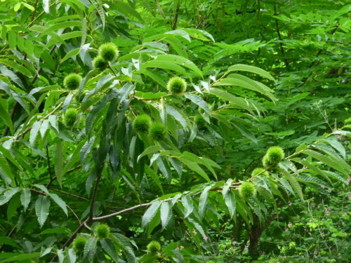 P1120008.jpg