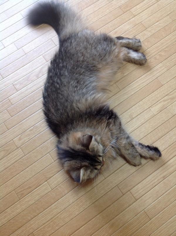 image_20130719074339.jpg
