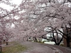 DSC00258130403.jpg