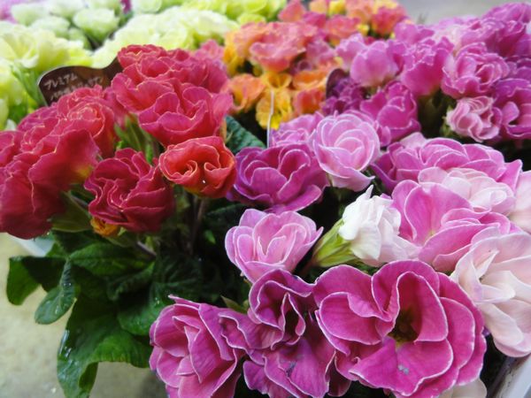花屋生活 日南市の花屋店員のブログです 母の日 記念日 お祝 お誕生日 お花を贈ってみませんか ジュリアンの育て方