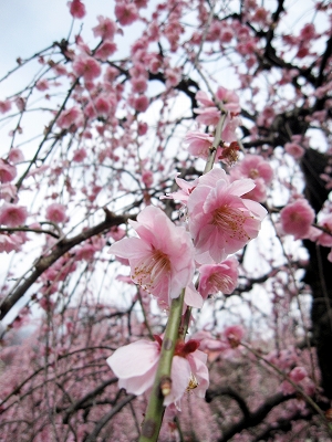 20120325_01.jpg