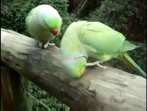 楽しそうに会話したりキスしたりするオウム達