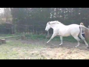 馬の調教をするお姉さんを馬が後ろ足で一発KO!