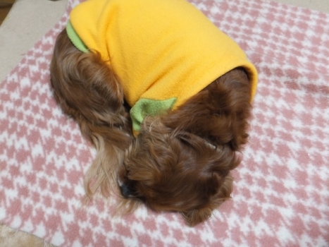 犬は・・