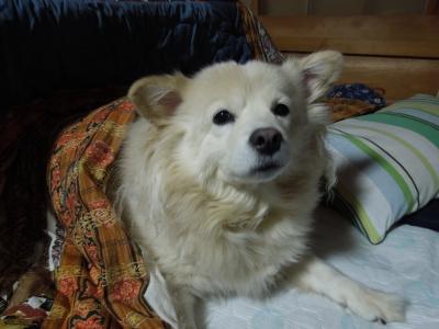 シロ