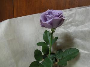薔薇