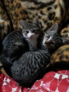 猫