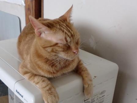 20130611 とらぼん