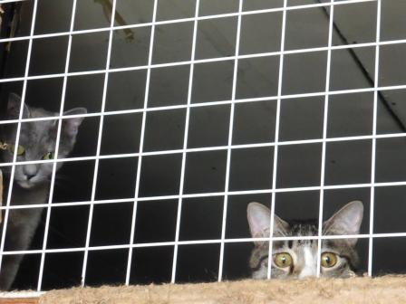 20130713 とめ&たろ