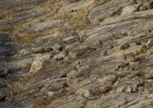 1402ikaruchidoris3975.jpg