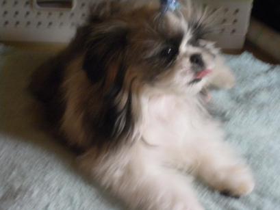 IMGP0226.jpg
