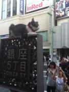ginza_cat02.jpg