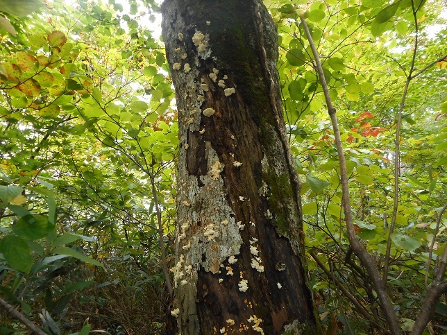 ⑤付替横川コース神掛川を下る