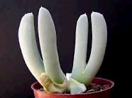 画像を等倍で表示します Cheiridopsis denticulata222aaa
