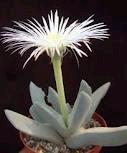 Cheiridopsis denticulata222cccc