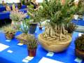 画像を等倍で表示します Succulent Show1