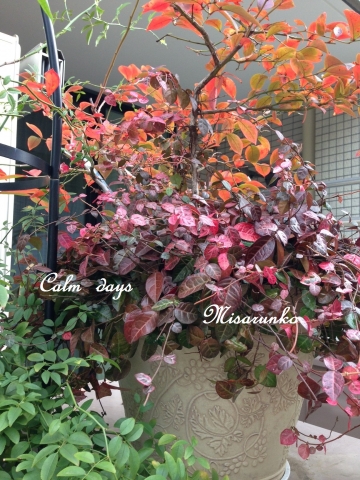 2013年テラスの紅葉