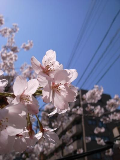 桜2