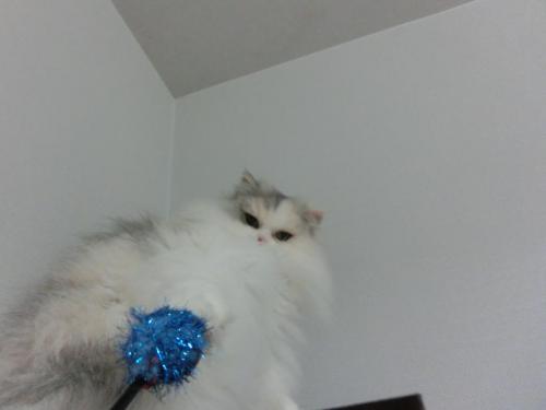 CIMG3911_convert_20130307122809.jpg