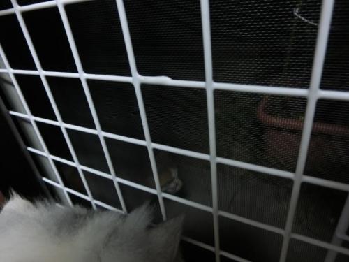 CIMG4868_convert_20130619111942.jpg