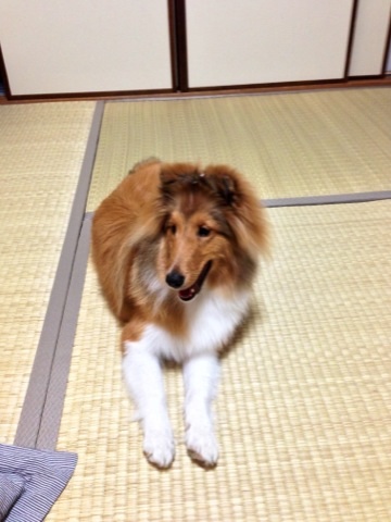 座敷犬1