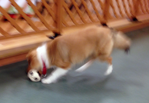 屋内ドッグラン3