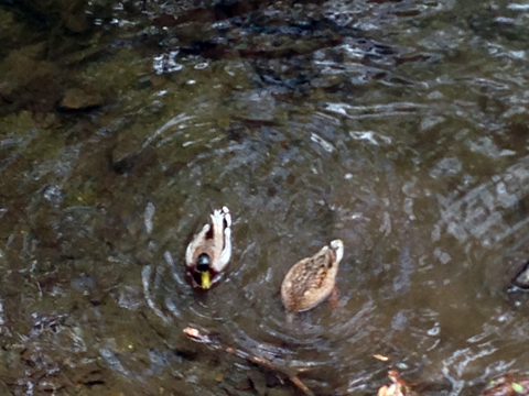 箕面公園3