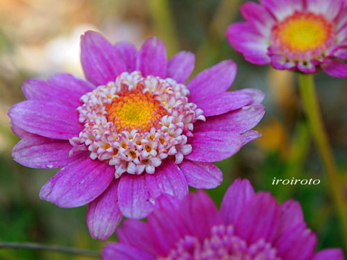 13Marguerite00.jpg