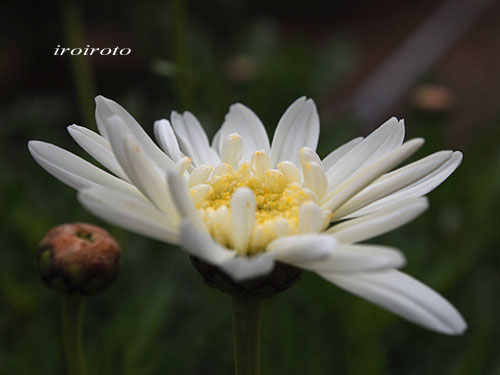 13Marguerite01.jpg