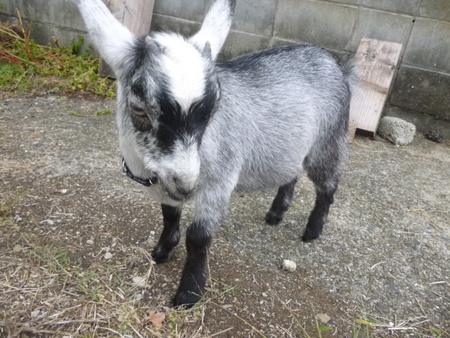 浪速ｏｌくいだおれ日記 山羊の牧場 ルーラルカプリ農場 岡山県 岡山市