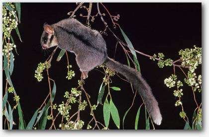 StateAnimalVIC.jpg