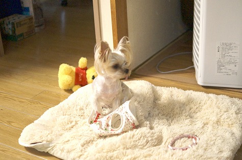 DSC08815.jpg