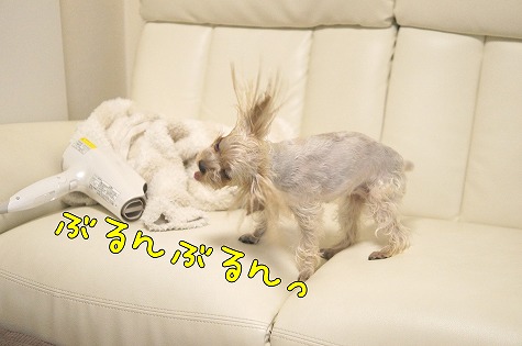 DSC08872.jpg