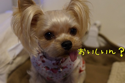 DSC09855.jpg
