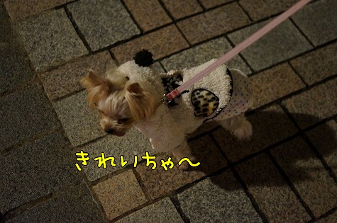 DSC09942.jpg