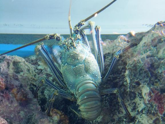 CHURA-05.jpg