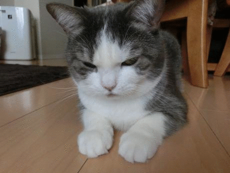 momo_201409211102595d3.gif