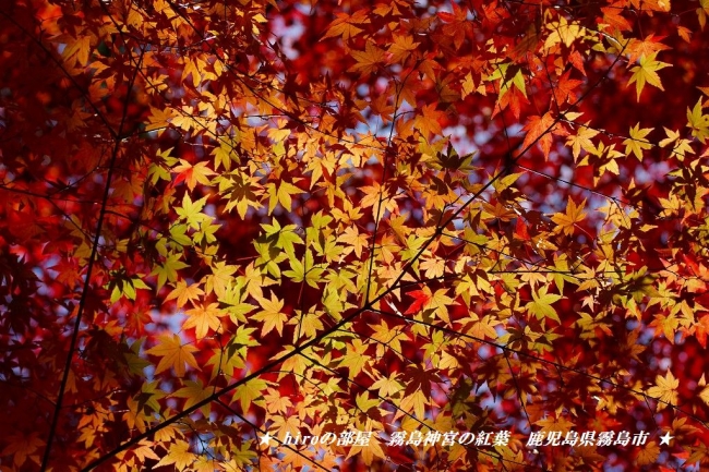 hiroの部屋 霧島神宮の紅葉 鹿児島県霧島市