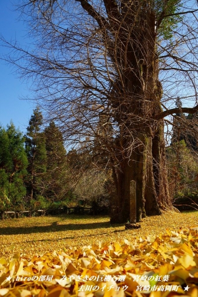 hiroの部屋 みやざきの巨樹百選 宮崎の紅葉 去川のイチョウ 宮崎市高岡町