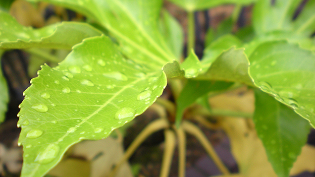 fatsia-drops_thumbnail.jpg