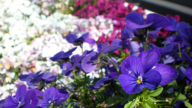 pansy_thumbnail.jpg