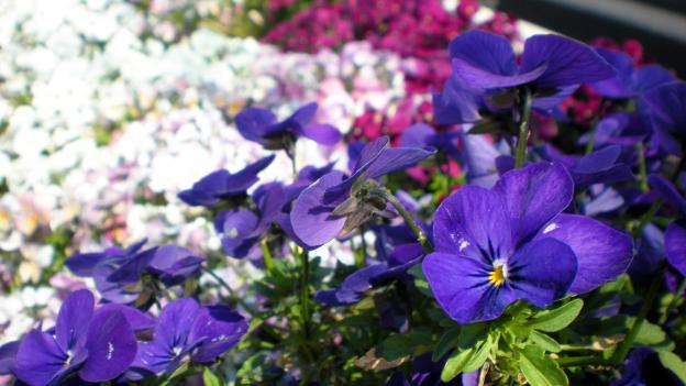 pansy.jpg
