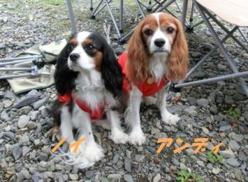 アンディ&ノイ