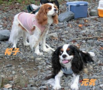 元気&桜子。