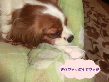 まけちゃったんでちゅね。
