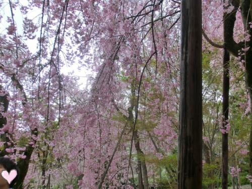 枝垂桜