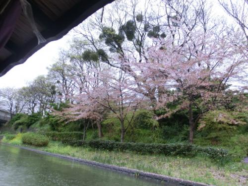 CIMG4622_20130409101731.jpg